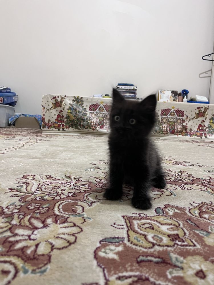 пушистый котенок в дар