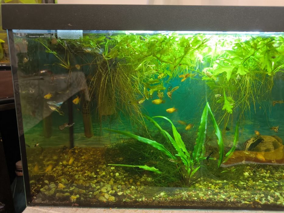Vând pești și plante de acvariu