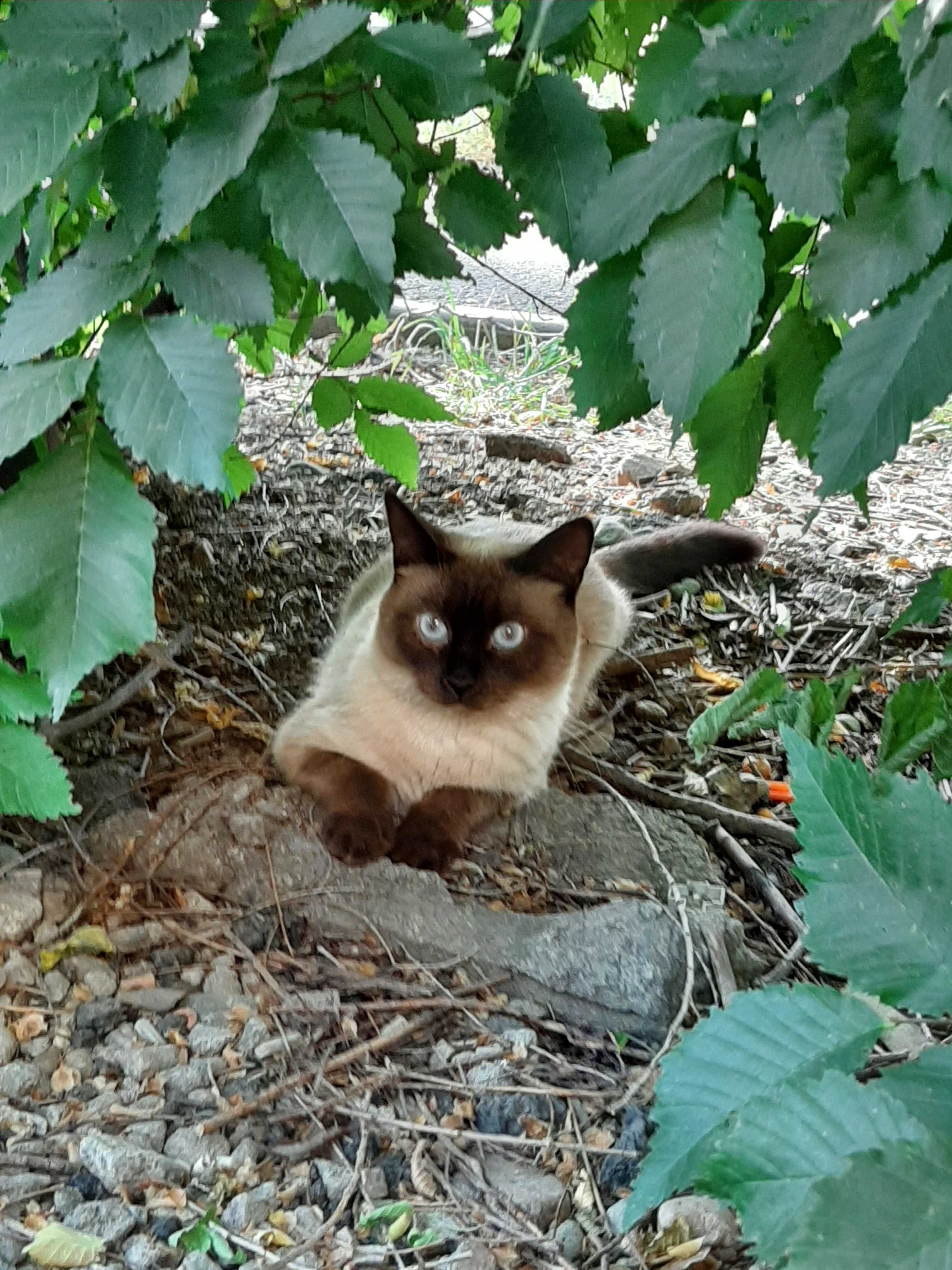 Кот сиамский в любящую семью