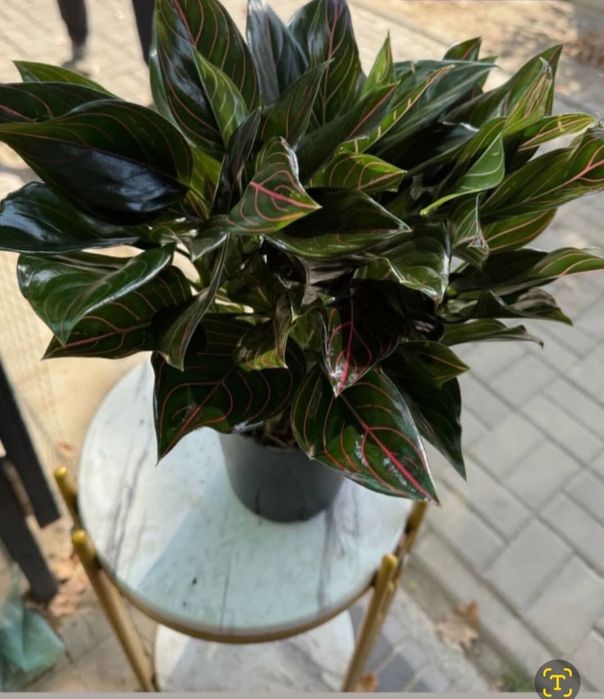 Продается комнатные цветы