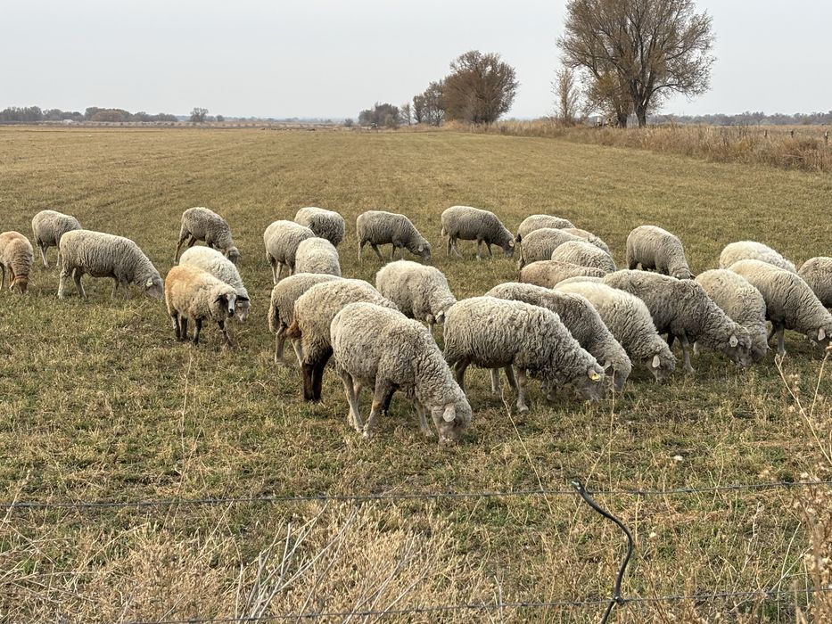 Семіз қойлар сатылады