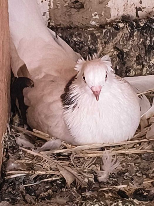 Porumbei jucatori de amara