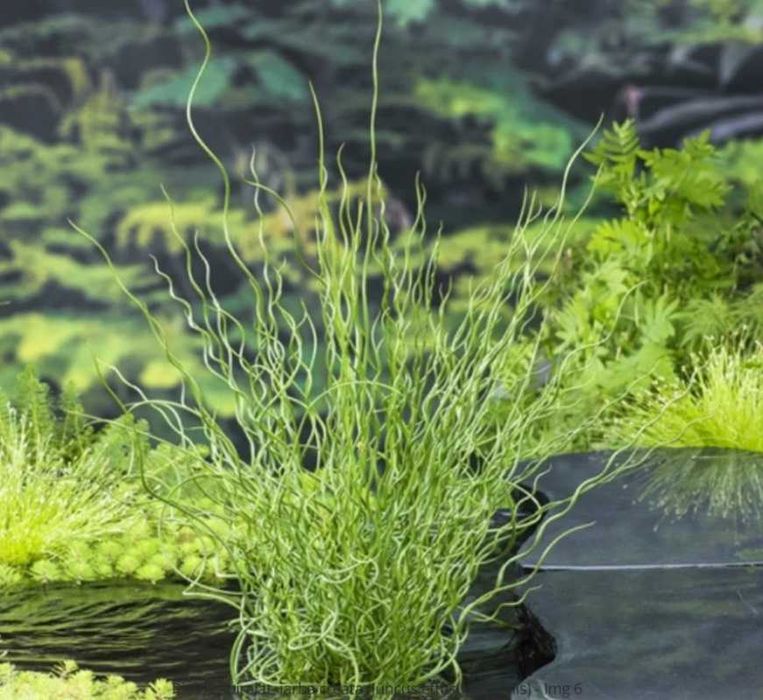 Plante pentru Iaz, Nuferi, Irisi, Papura, Zambile