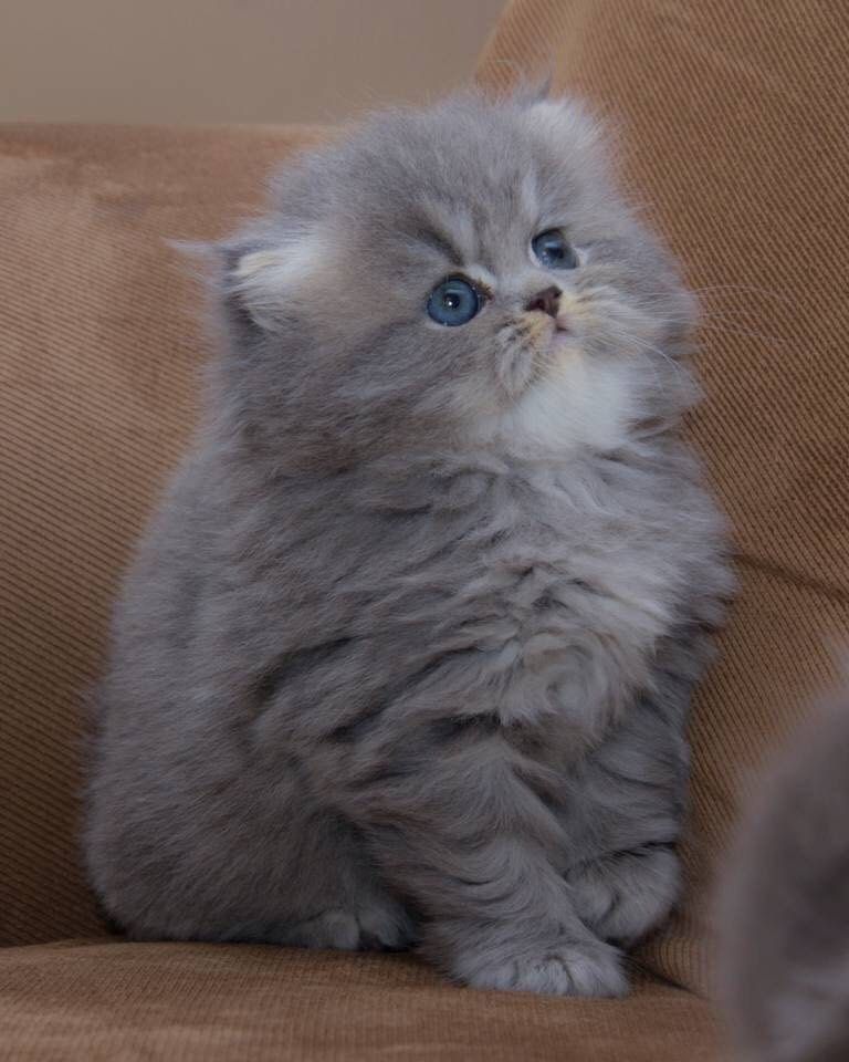 Котята на продажу