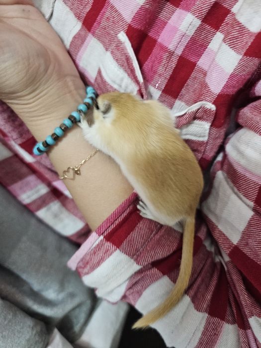 Pereche de gerbili – 3 luni, foarte activi și prietenoși