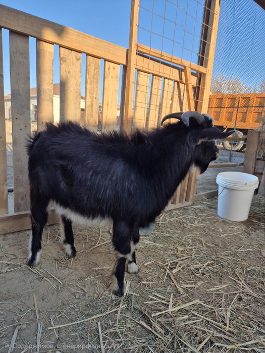 Теке сатылады  порода местный