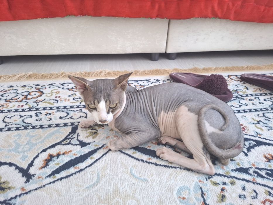 Продам Взрослого канадского сфинкса ,Исполнилось только 1 год