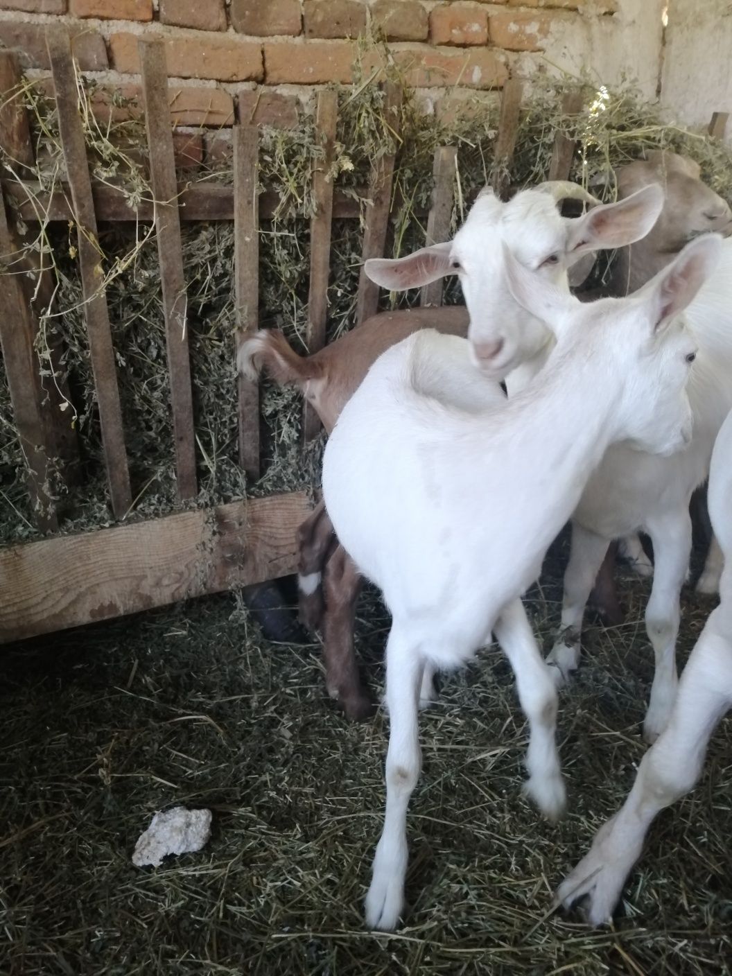 Продавам ярета и кози