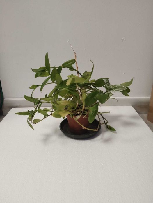 Planta decorativa tradescantia alb / mov