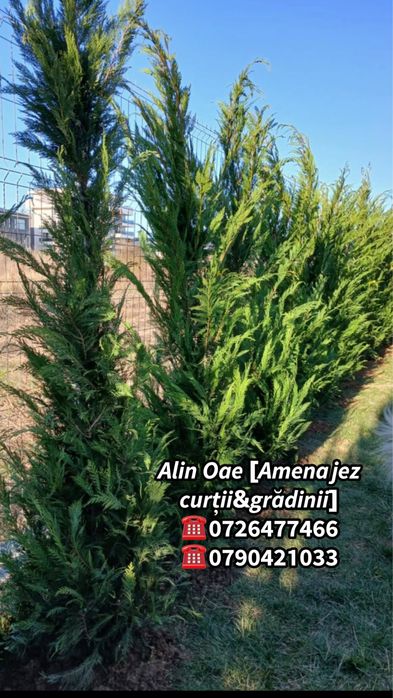 Tuia de grădină – Verdele care aduce intimitate și eleganță