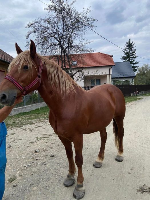 Vând iapă de 9 ani