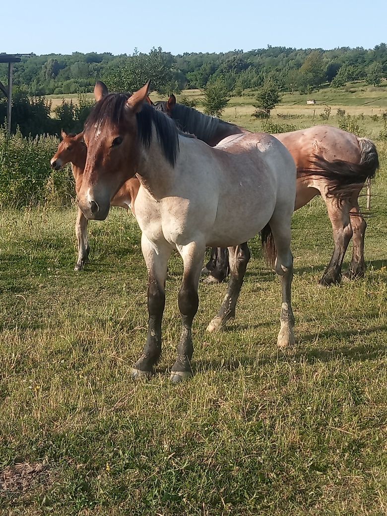 Vad mânz 1 an  și 2 luni