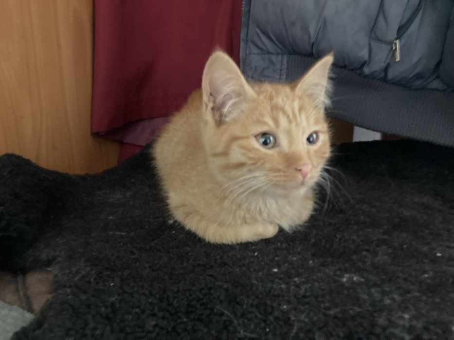 Рыжий котенок, отдам