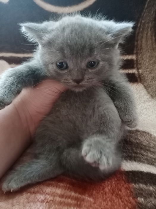 Котята Скоттиш Страйт