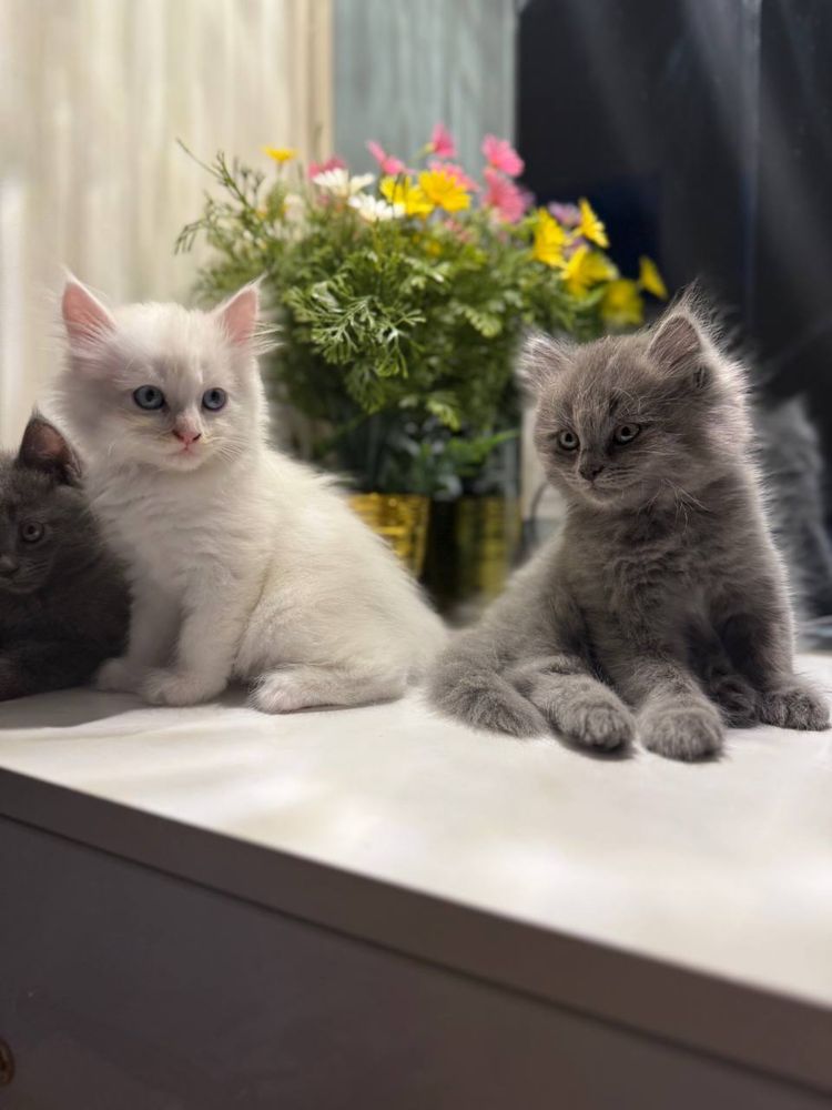 Мама кошка с котатями , 1 девочка 2 мальчик