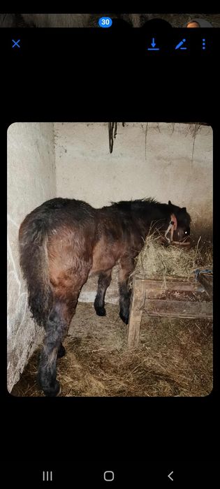 Vând sau schimb mânz de 5 luni