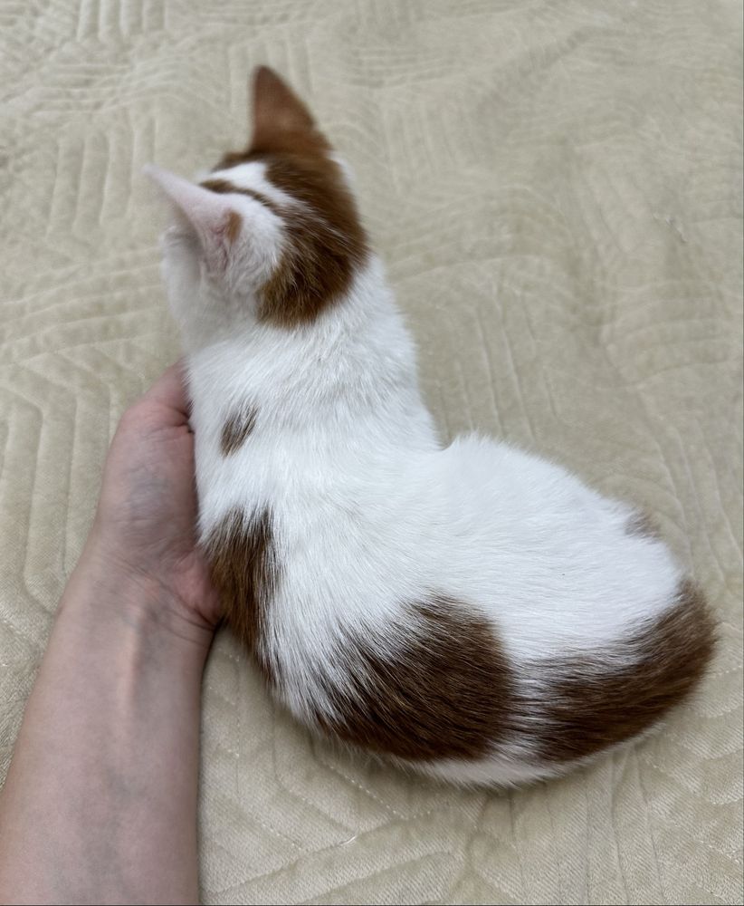 Красивый маленький котик ,красивого окраса, ищет дом и любящую семью