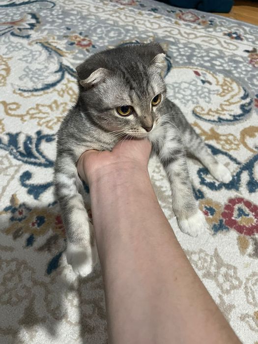 Кошка веслоуха маленькая