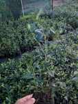 Ghiveci afin/aronia/coacaz