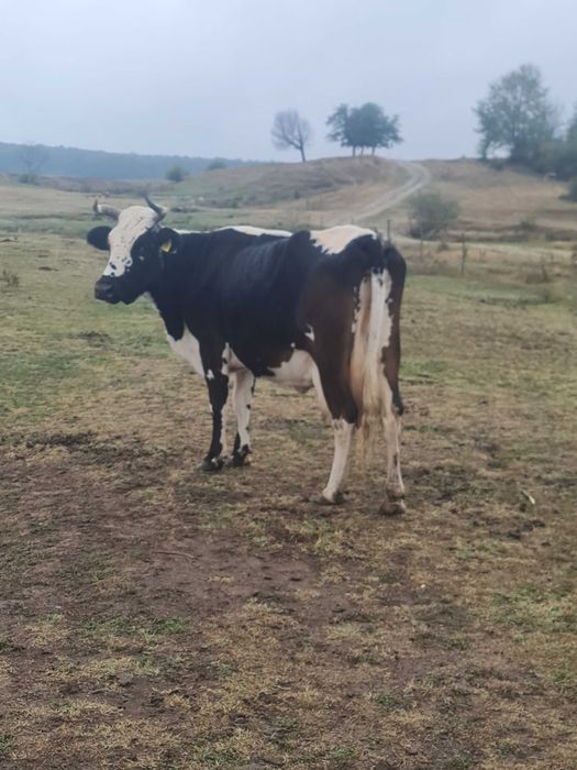 Vând vacă de lapte