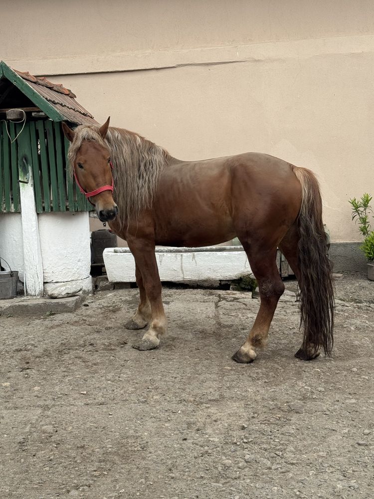 Armasar  3 ani jumate , cumite judetul Alba comuna Cenade