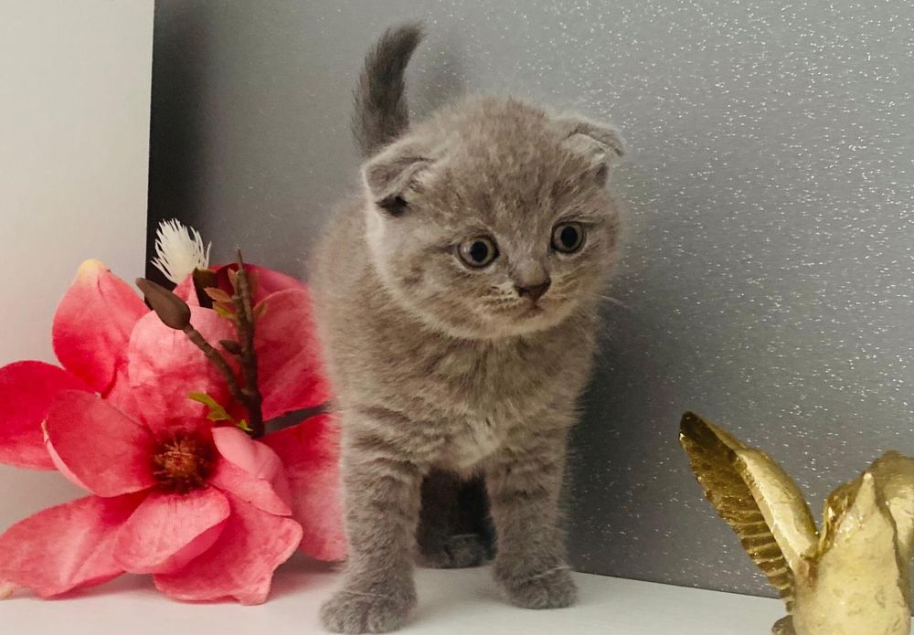 In cautare de casuta pisici Scottish fold