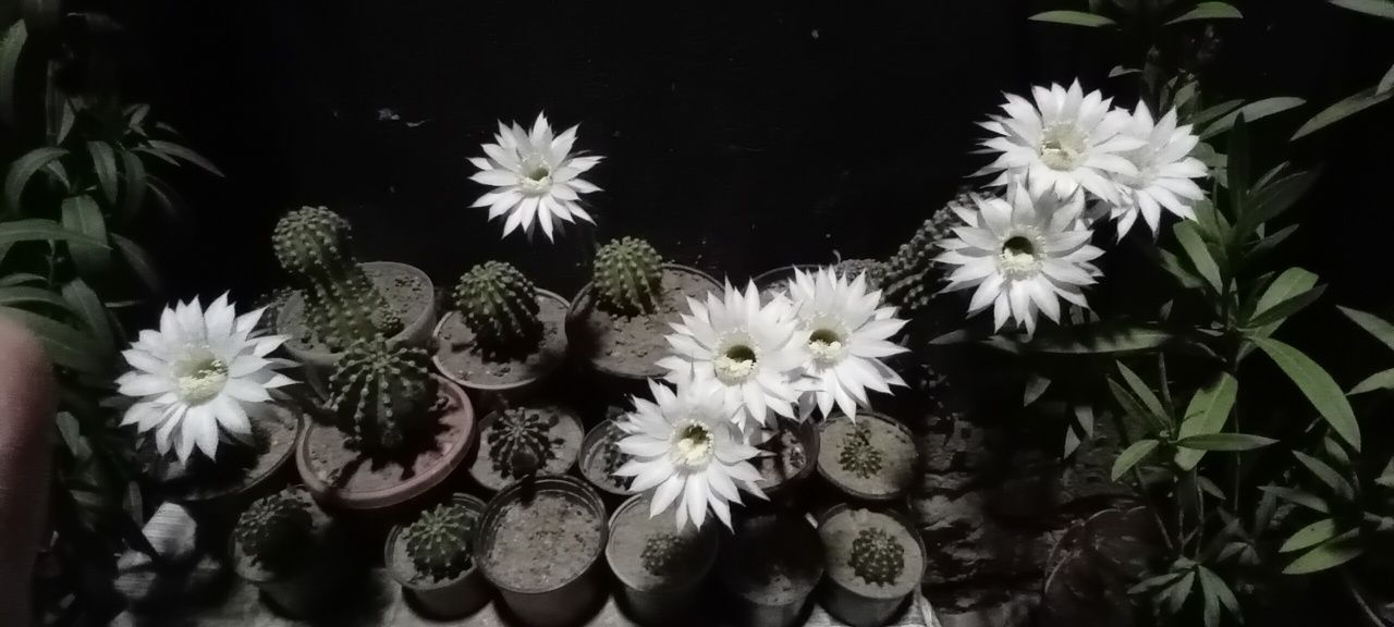 Vând cactus  de glastra