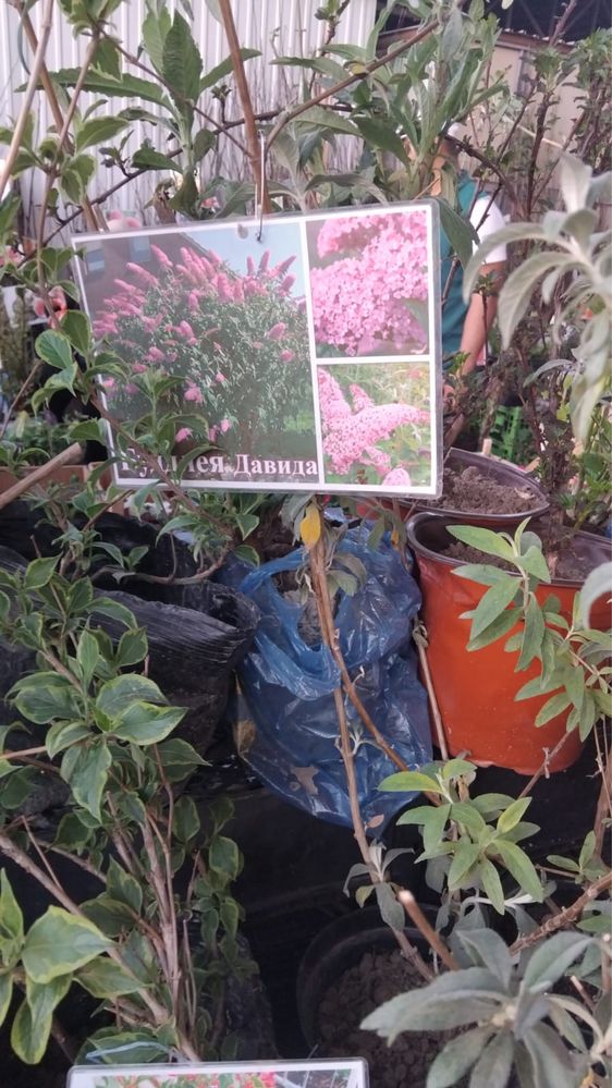 Цветы,кустарники многолетние