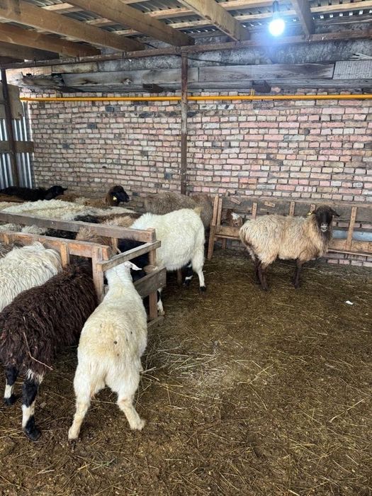 Продам барана срочно!!!