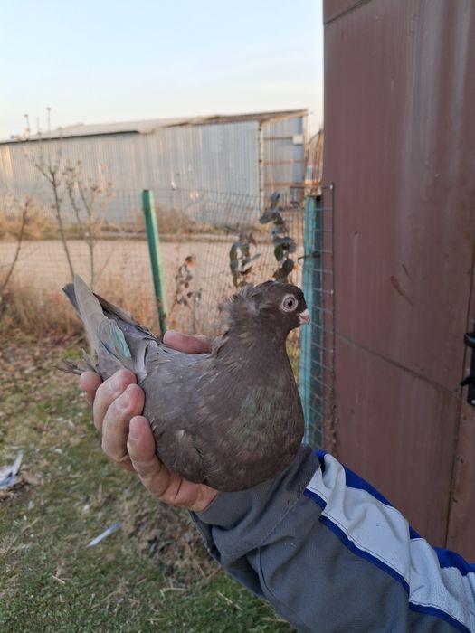 Продам голубей породистых