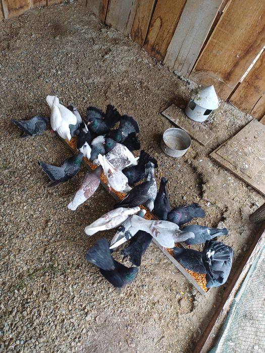 Vând 26 porumbei toți 600 lei