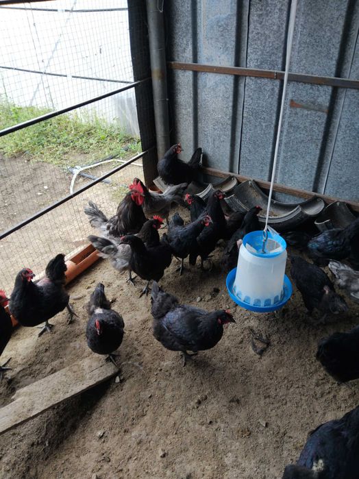 Кокошки Австралорп