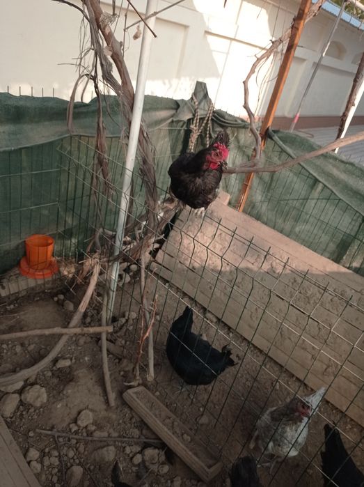 Продаются домашнии курицы/Товук