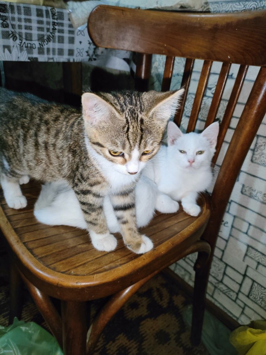 Три котёнка в поисках доброго дома!