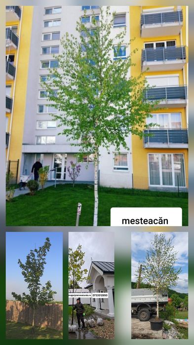 Mesteacan decorativ,artar verde, tei argintiu,frasin,paltin,fag