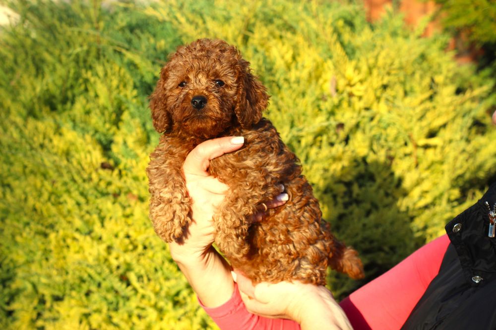 Мини мини пудел - той пудел бебета сродословни родители