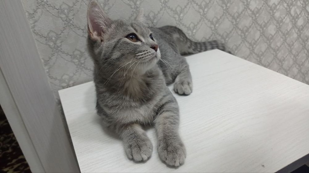 Скоттиш страйт кошка