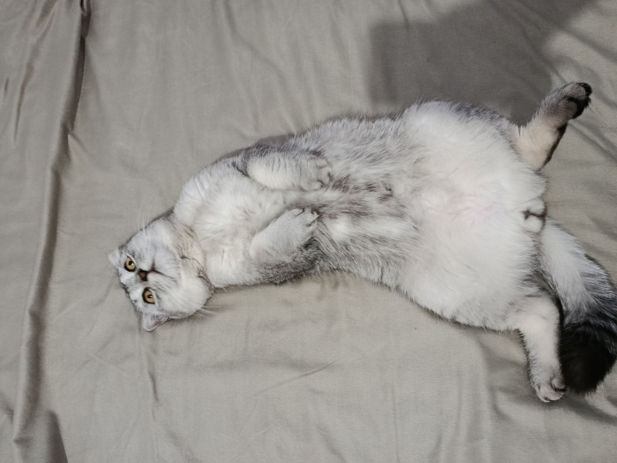 Скотиш фолд здоровый
