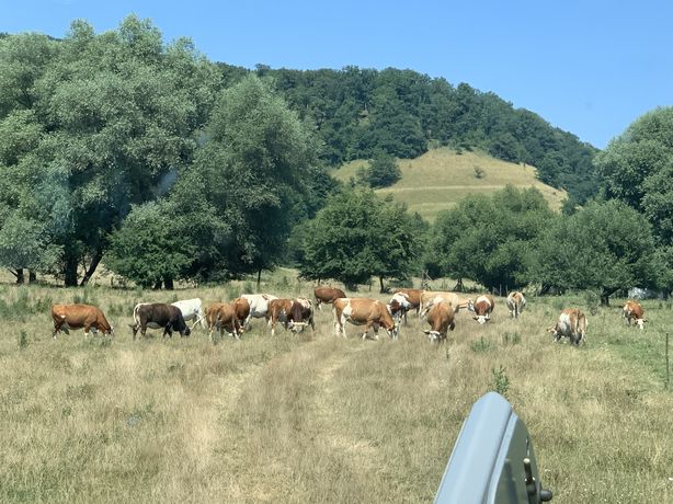 Vaci Balțata Romaneasca de vanzare
