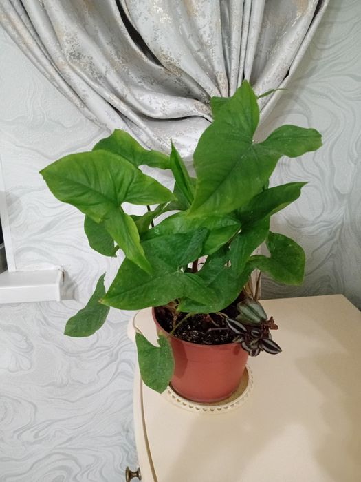 Цветы распродажа