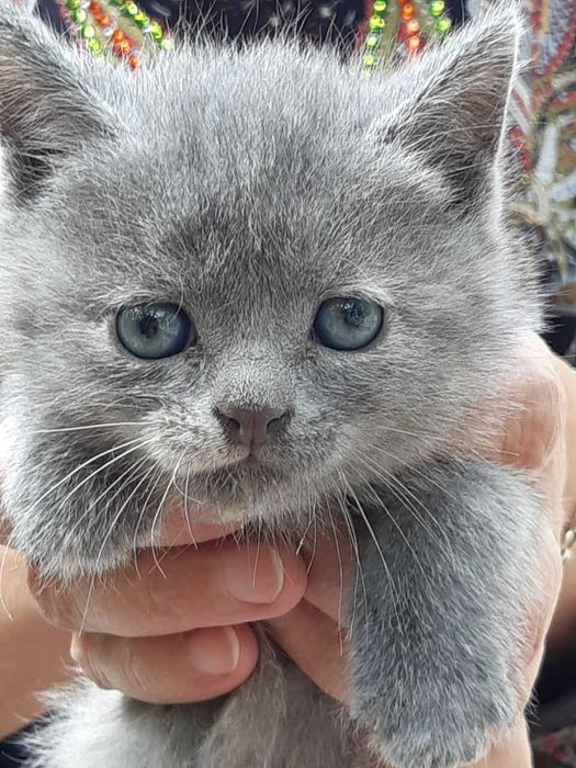 Активные, игривые котята