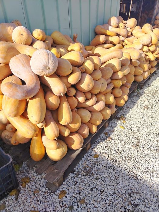 Тикви цигулка на едро