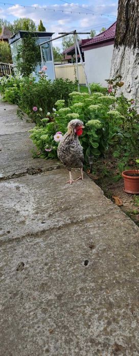 Cocoși moțată olandeză