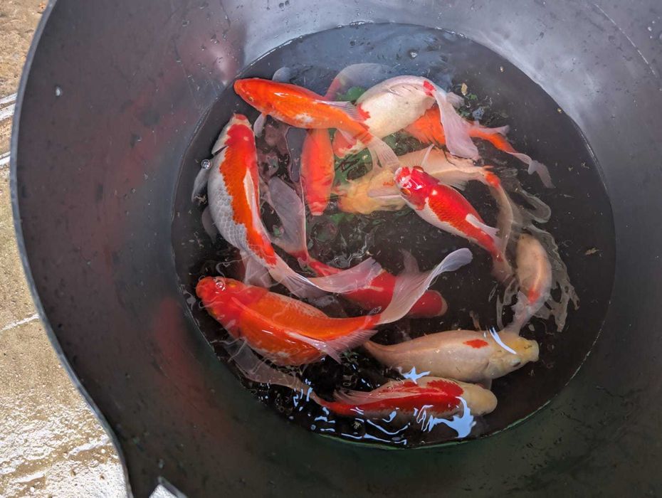 Carasi colorati 5 ani (fluture, aurii, albi)