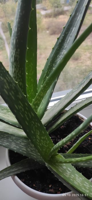 Алое вера цветок комнатный