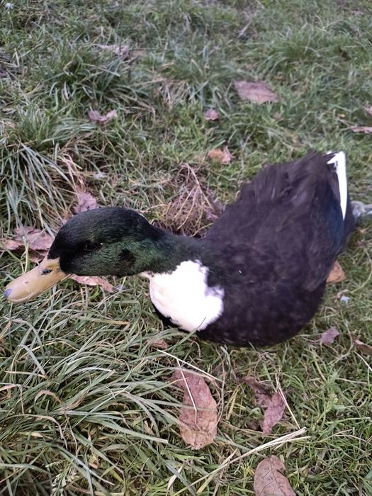 Vând rățoi și rata tinere