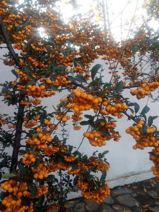 Catina ornamentala   Pyracantha    Cotoneaster