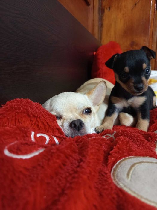 Между Пинчер-Чихуахуа