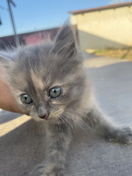 Котята бесплатно