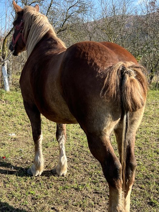 Iapa 6 ani gestanta 1.70 inaltime blanda buna de ham